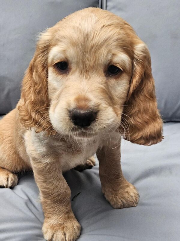 Working cocker spaniels for sale in Inverurie, Aberdeenshire - Image 2