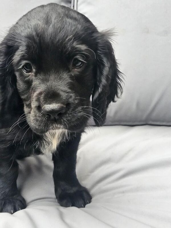 Working cocker spaniels for sale in Inverurie, Aberdeenshire - Image 3