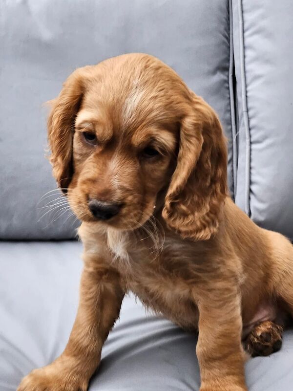 Working cocker spaniels for sale in Inverurie, Aberdeenshire - Image 4