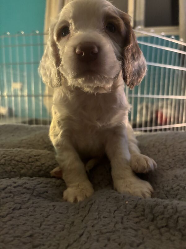 working cocker spaniels for sale in Perth, Perth and Kinross