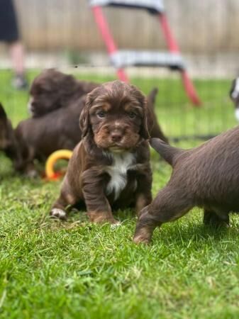 Working cocker spaniels for sale in Newmarket, Suffolk - Image 1
