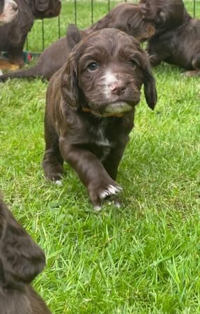 Working cocker spaniels for sale in Newmarket, Suffolk - Image 2