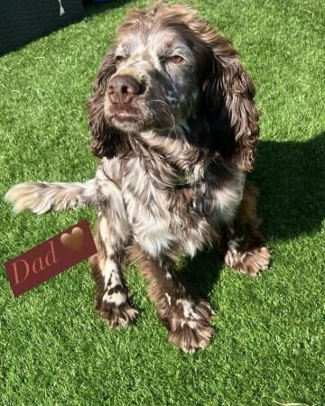 working cocker spaniels for sale in Farnham Common, Buckinghamshire