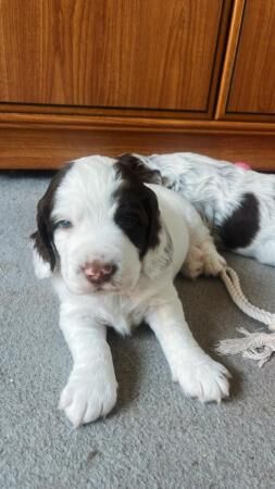 working cocker spaniels for sale in Farnham Common, Buckinghamshire - Image 2