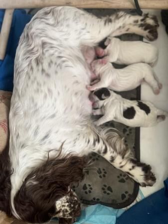 working cocker spaniels for sale in Farnham Common, Buckinghamshire - Image 3