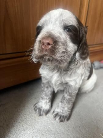 working cocker spaniels for sale in Farnham Common, Buckinghamshire - Image 4