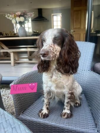 working cocker spaniels for sale in Farnham Common, Buckinghamshire - Image 5