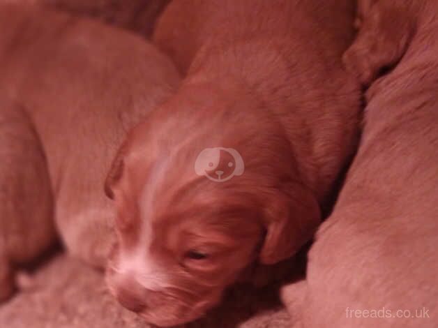 Working cocker spaniels for sale in Cambridge, Cambridgeshire - Image 1