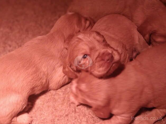 Working cocker spaniels for sale in Cambridge, Cambridgeshire - Image 3