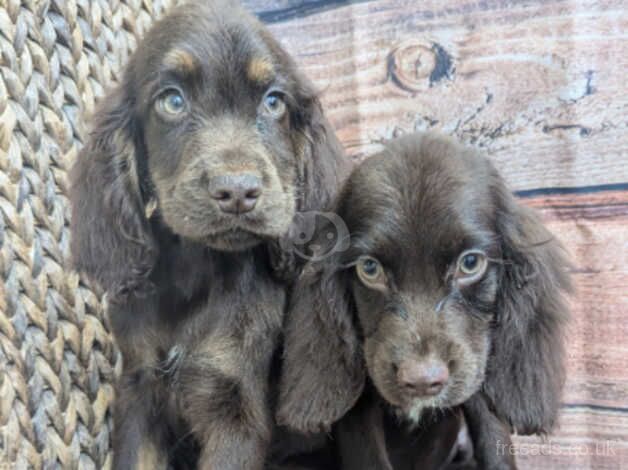 Working cocker spaniels for sale in Preston, Lancashire