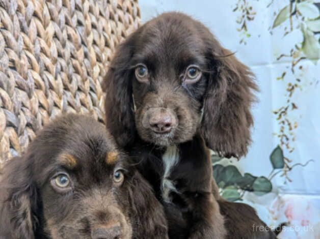 Working cocker spaniels for sale in Preston, Lancashire - Image 3