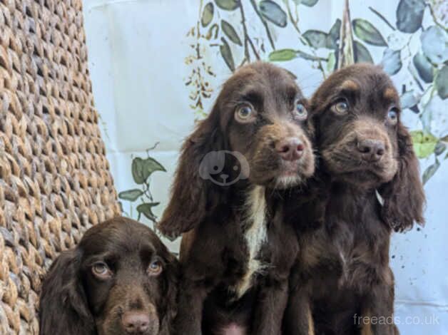 Working cocker spaniels for sale in Preston, Lancashire - Image 4