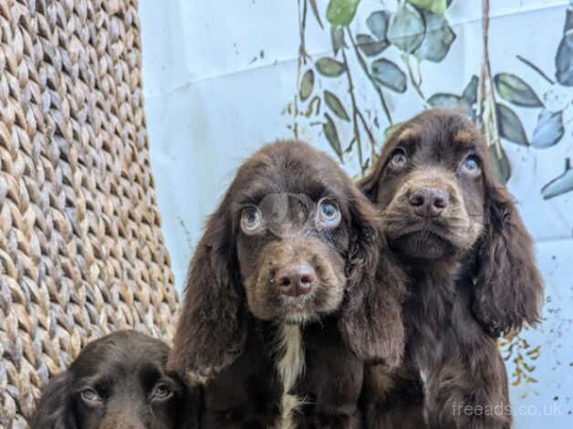 Working cocker spaniels for sale in Preston, Lancashire - Image 5