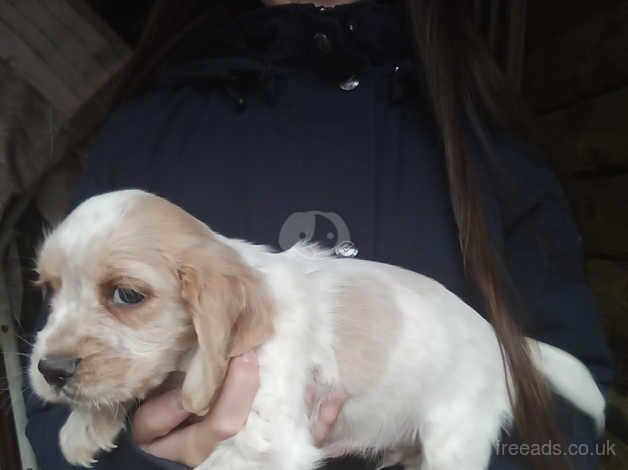 Working Cocker Spaniels. for sale in Cwmbran/Cwmbrân, Newport - Image 1