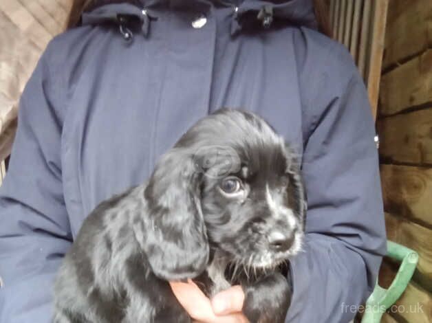 Working Cocker Spaniels. for sale in Cwmbran/Cwmbrân, Newport - Image 2