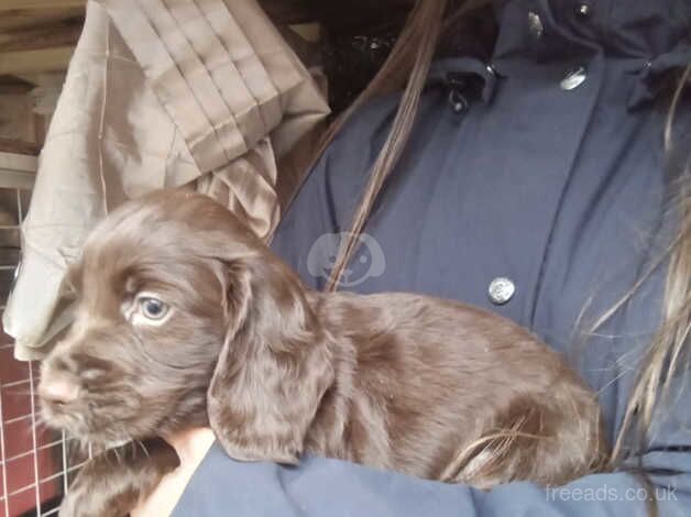 Working Cocker Spaniels. for sale in Cwmbran/Cwmbrân, Newport - Image 3