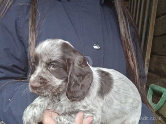 Working Cocker Spaniels. for sale in Cwmbran/Cwmbrân, Newport - Image 4