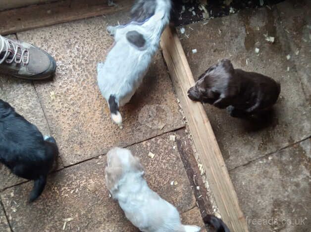 Working Cocker Spaniels. for sale in Cwmbran/Cwmbrân, Newport - Image 5