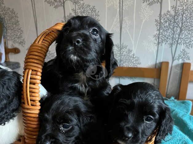 Working cocker spaniels for sale in Dereham, Norfolk - Image 1