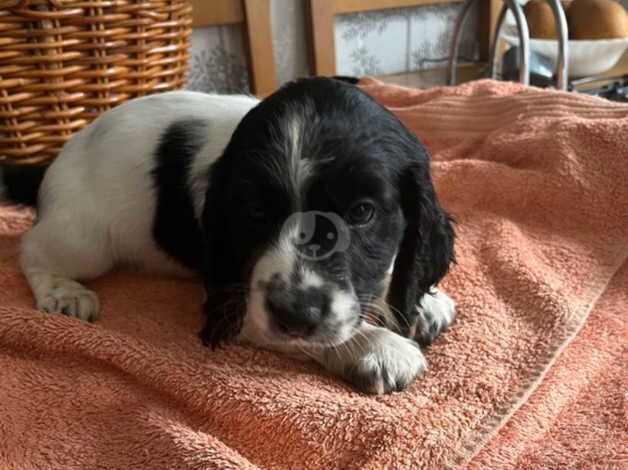 Working cocker spaniels for sale in Dereham, Norfolk - Image 2