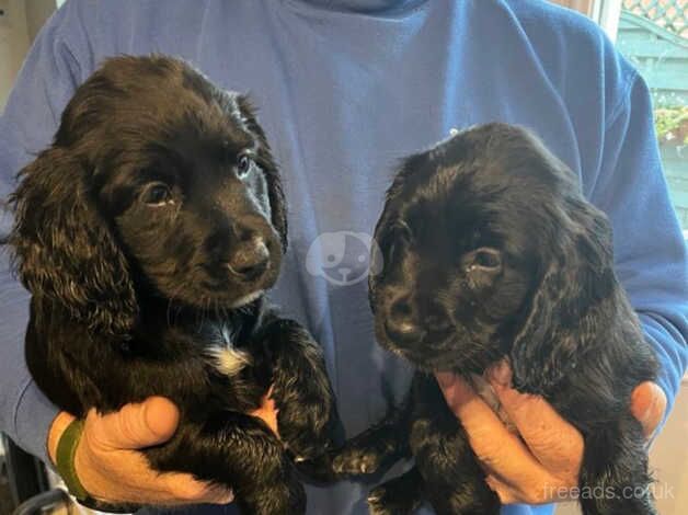 Working cocker spaniels for sale in Dereham, Norfolk - Image 3