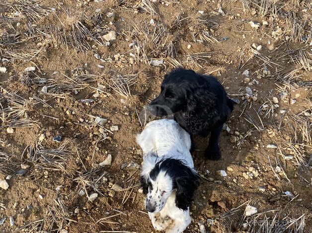 Working cocker spaniels for sale in Dereham, Norfolk - Image 4