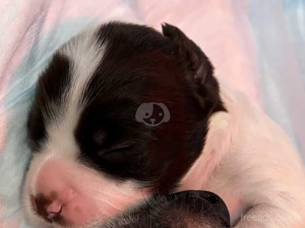 Working cocker spaniels for sale in Preston, Lancashire - Image 4