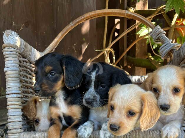 Working cocker spaniels for sale in Wisbech, Cambridgeshire - Image 2