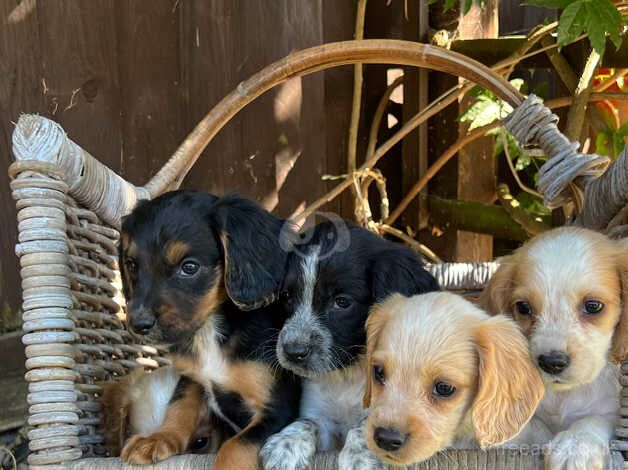 Working cocker spaniels for sale in Wisbech, Cambridgeshire - Image 3