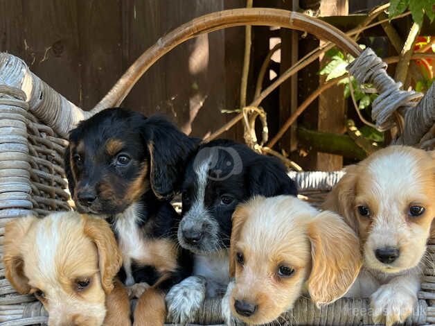 Working cocker spaniels for sale in Wisbech, Cambridgeshire - Image 4