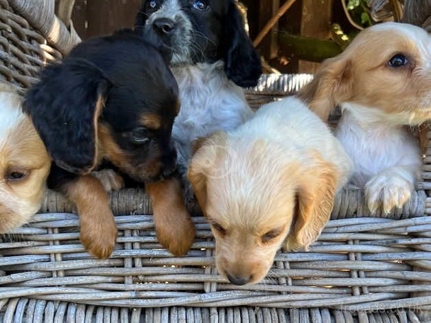 Working cocker spaniels for sale in Wisbech, Cambridgeshire - Image 5