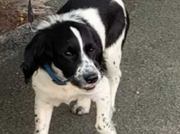 Working cocker spaniels for sale in Wolverhampton, West Midlands