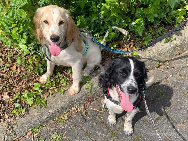 Working cocker spaniels for sale in Wolverhampton, West Midlands - Image 2