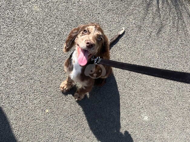 Working merle cocker spaniel for sale in Norwich, Norfolk - Image 1