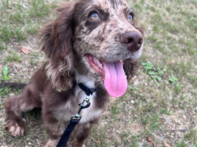 Working merle cocker spaniel for sale in Norwich, Norfolk - Image 3