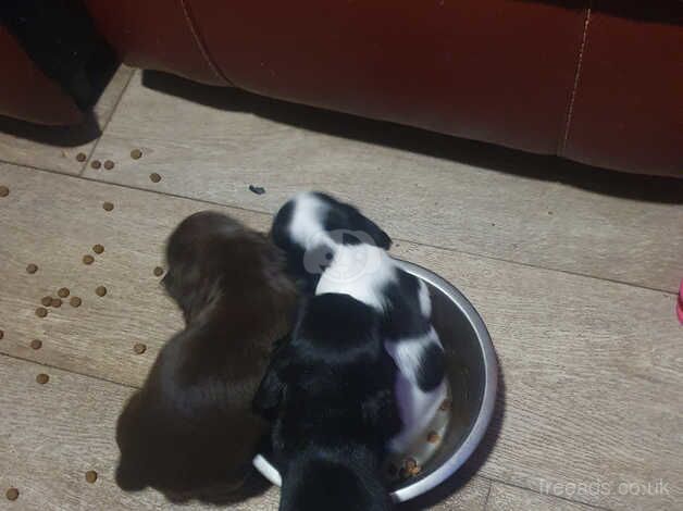 Working/show Cocker spaniel puppies available for sale in Bristol, Bristol