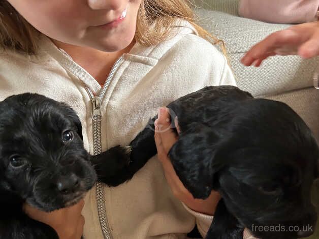 Working spaniels for sale in Salisbury, Wiltshire - Image 1