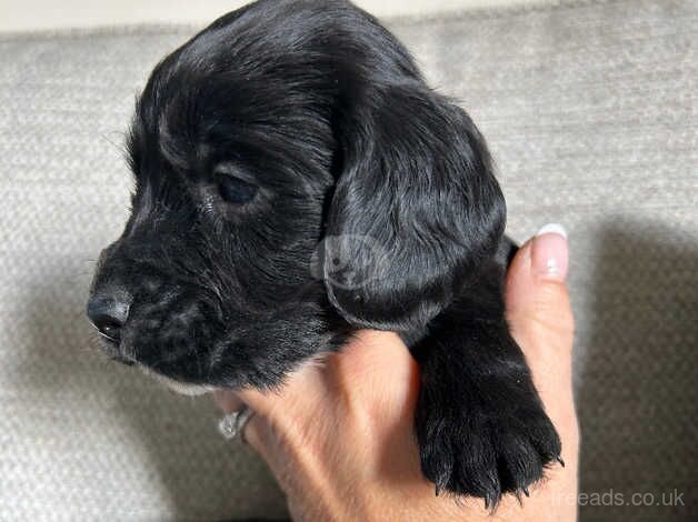 Working spaniels for sale in Salisbury, Wiltshire - Image 5