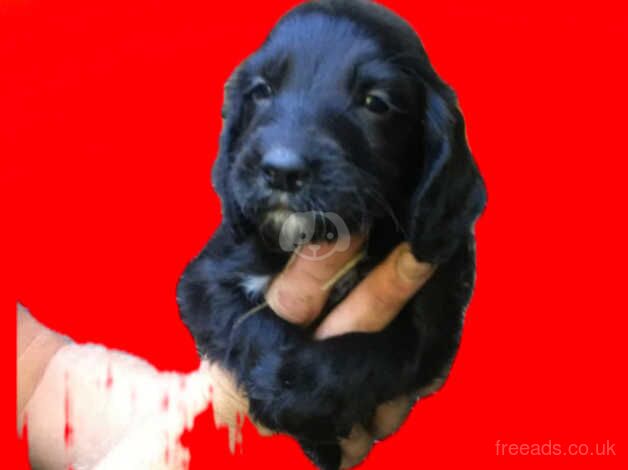 X2 beautiful boy cocker spaniel puppies for sale in Bristol