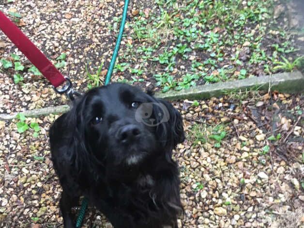 X2 beautiful boy cocker spaniel puppies for sale in Bristol - Image 3