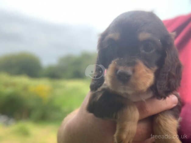 You, I have my cocker spaniel puppies for sale in Merthyr Tydfil