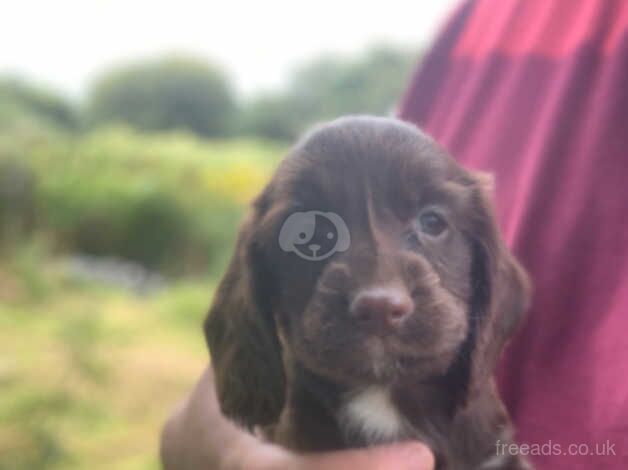 You, I have my cocker spaniel puppies for sale in Merthyr Tydfil - Image 2