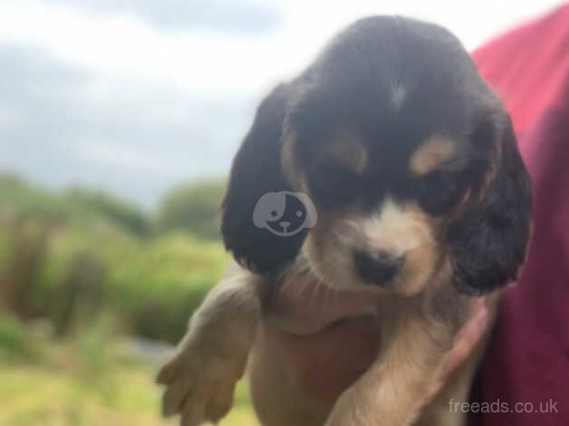 You, I have my cocker spaniel puppies for sale in Merthyr Tydfil - Image 3