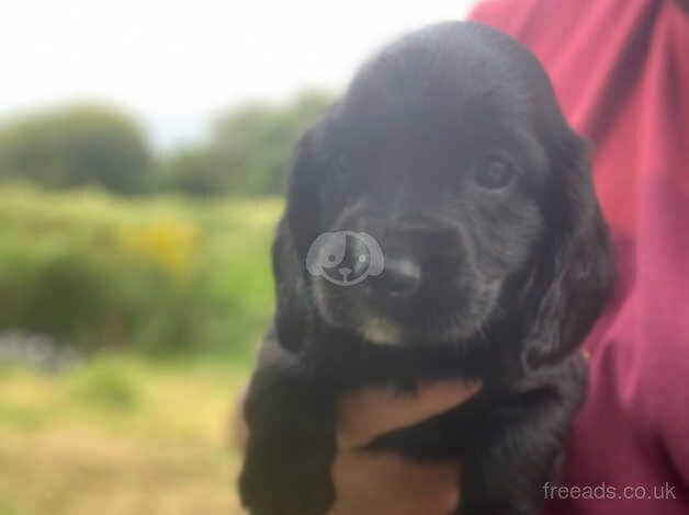 You, I have my cocker spaniel puppies for sale in Merthyr Tydfil - Image 4