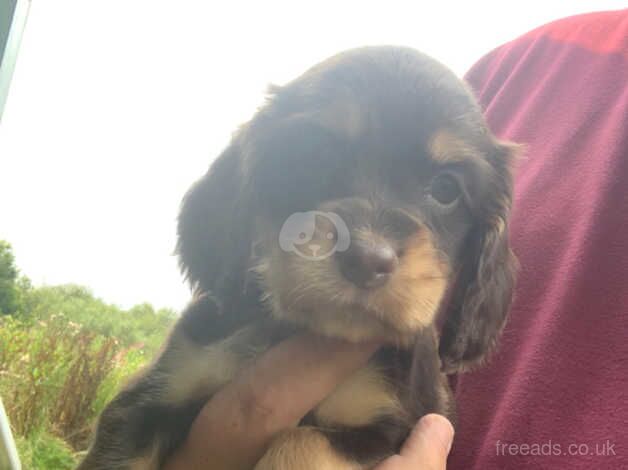 You, I have my cocker spaniel puppies for sale in Merthyr Tydfil - Image 5