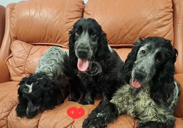 Cocker Spaniels for sale in Colchester, Essex