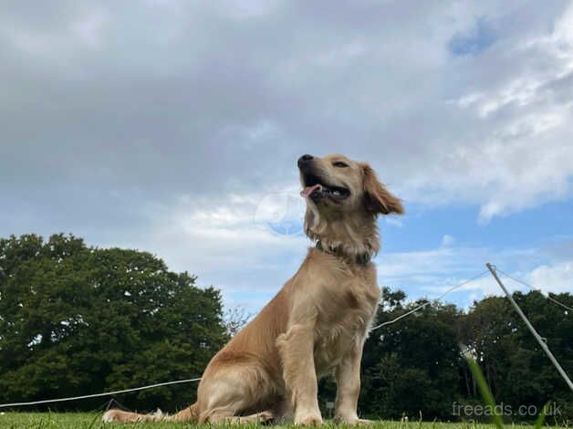 Ziggy for sale in Chichester, West Sussex - Image 1