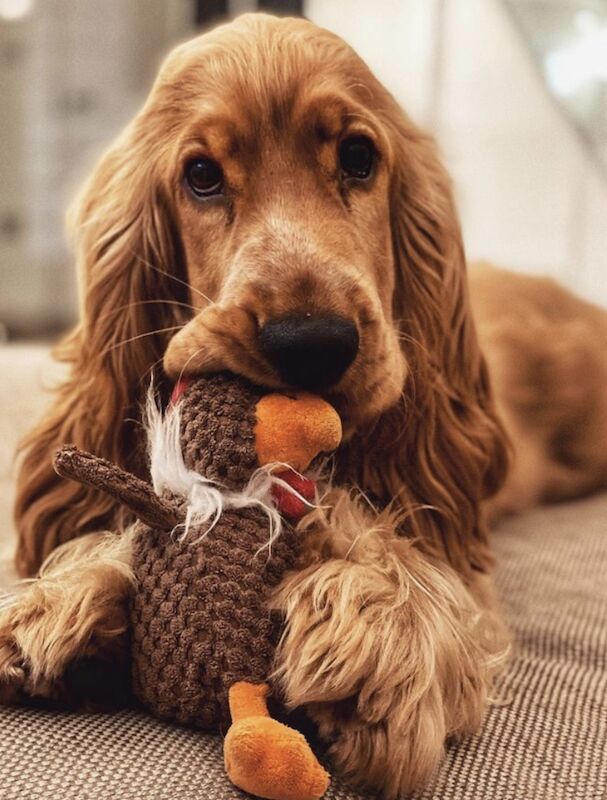 Kent cocker spaniels - Cocker Spaniel breeder