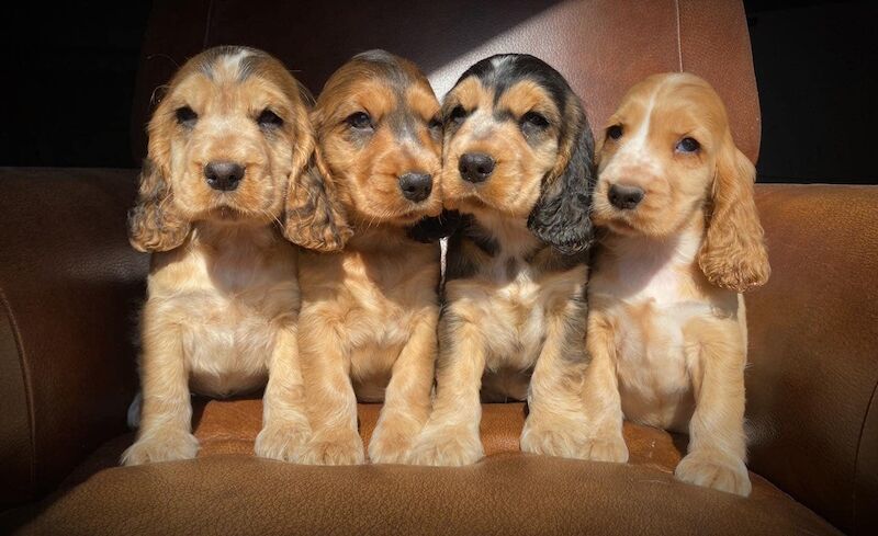 Cocker Spaniel breeders