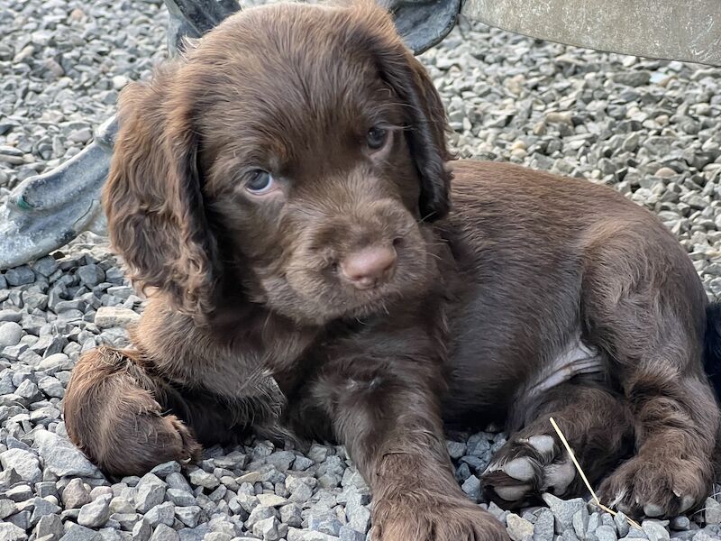 Stuart Robertson - Licensed Cocker Spaniel breeder